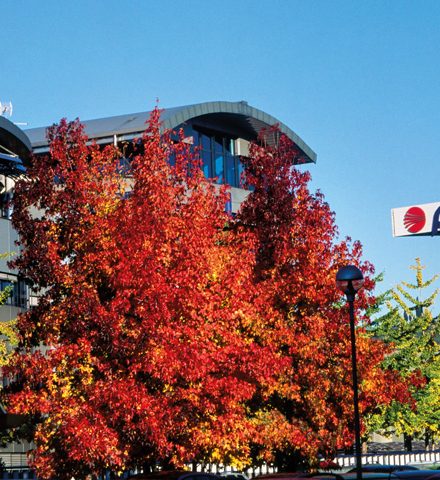 ЭлектроМашина — официальный дилер Pedrollo